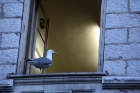 gull making a house call in Nice